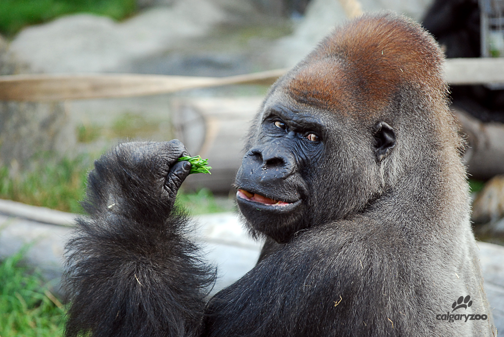 kakingaCalgaryZoo