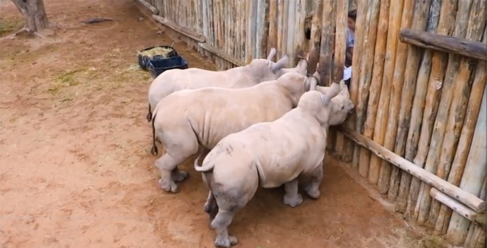 workingwithrhinosbabies