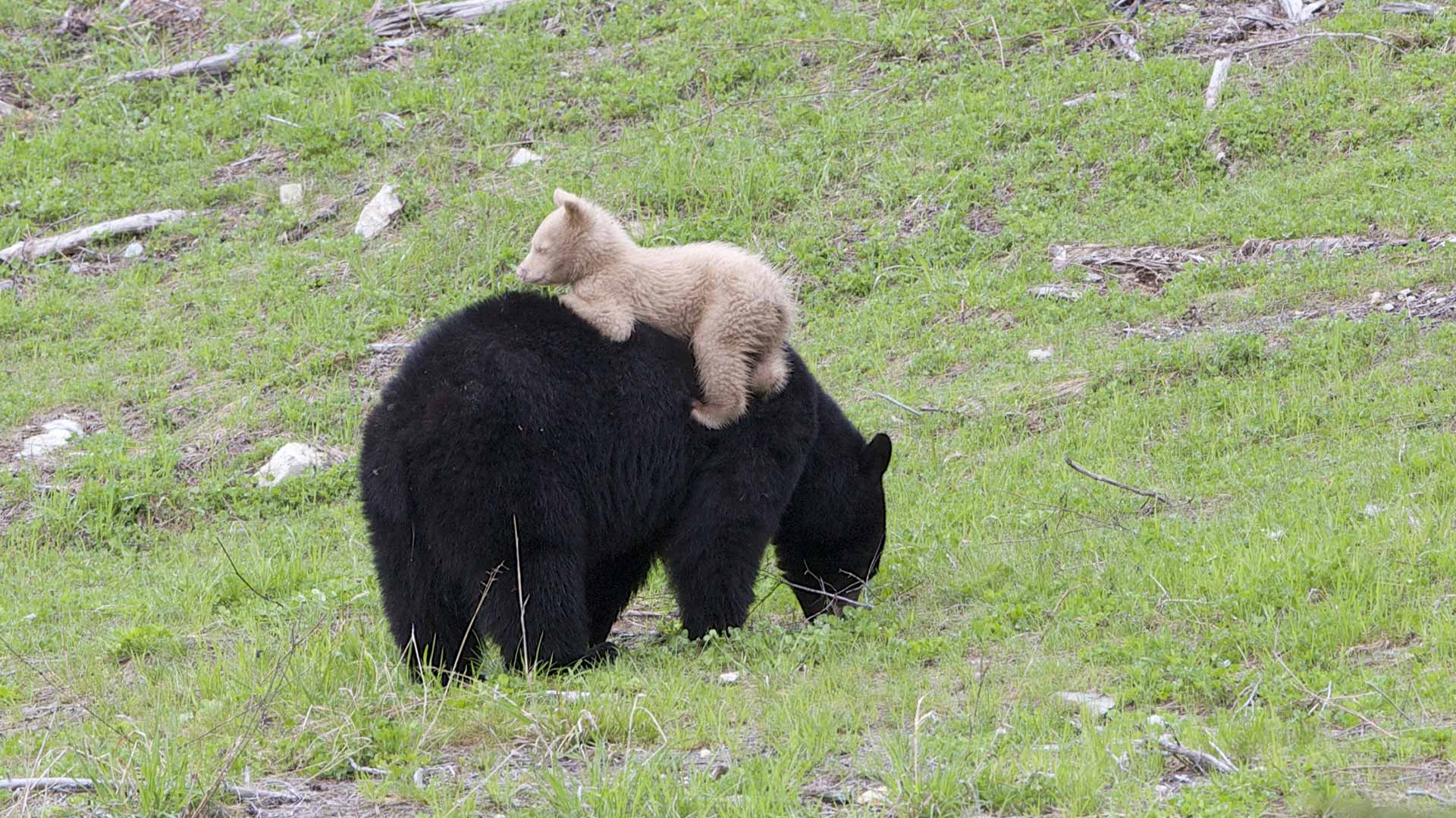 Guide Kathy Jenkins caught this adorable moment of a white black bear climbing on his other at Whistler, B.C.