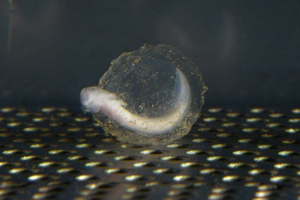 A second baby dragon hatched on June 3 in Postojnska jama Cave-Grotte-Höhle/Facebook