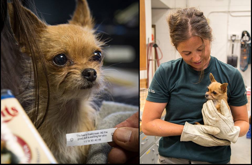 Bitsy was lost for five days in Banff National Park/Facebook