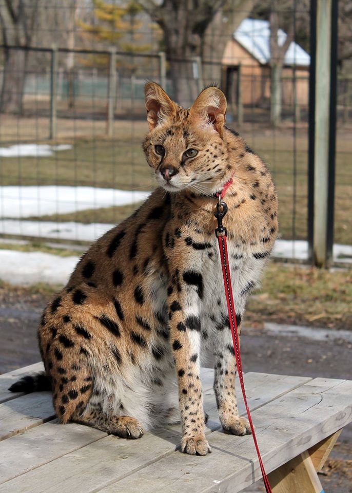BowmanvilleZooServal