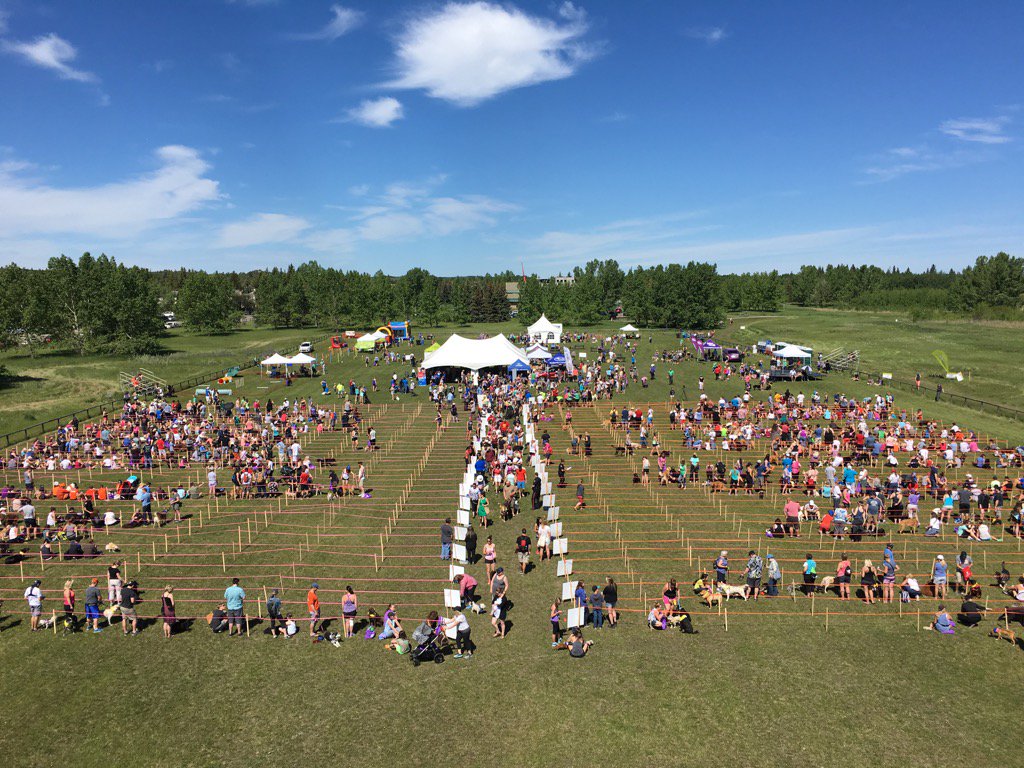 Minutes away from setting a world record. Calgary Humane Society/Twitter