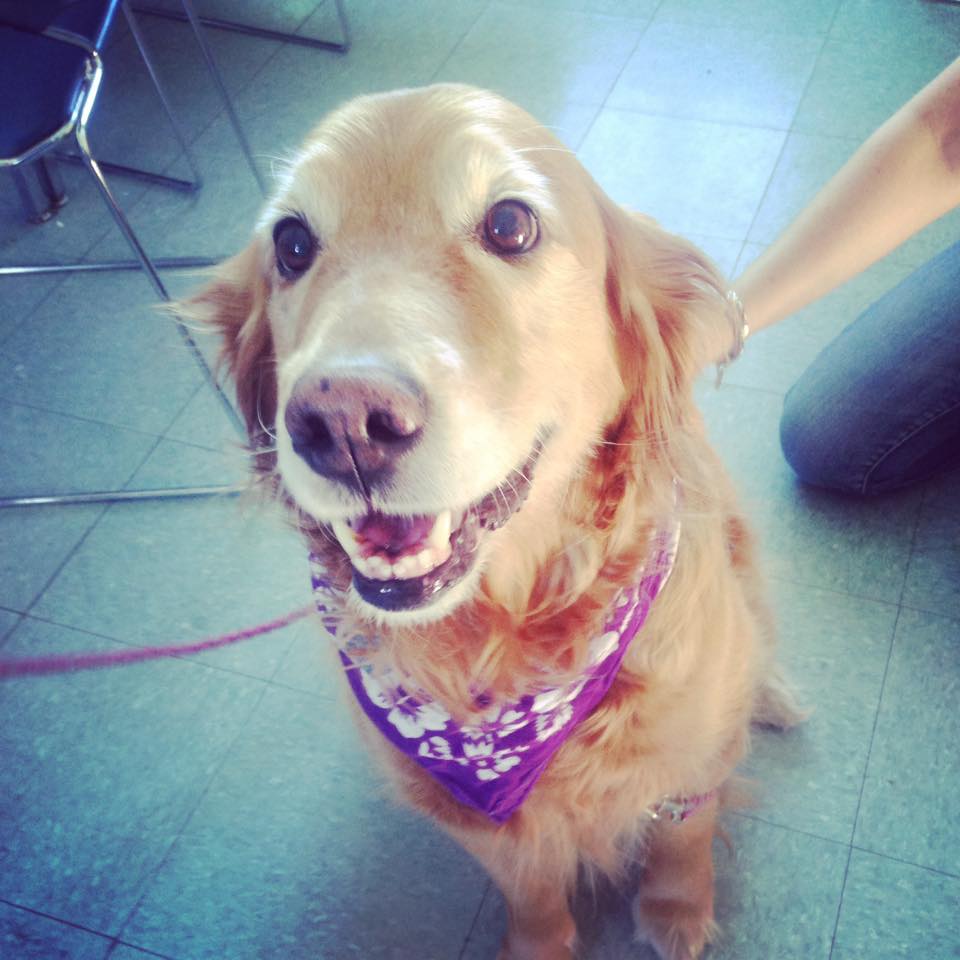 Kayla was the first official dog here for the World Record attempt! Doesn't she look great in her bandana! Sign is has officialy started at South Glenmore
