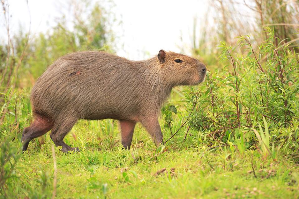 Capybara of the High Park Zoo/Facebook