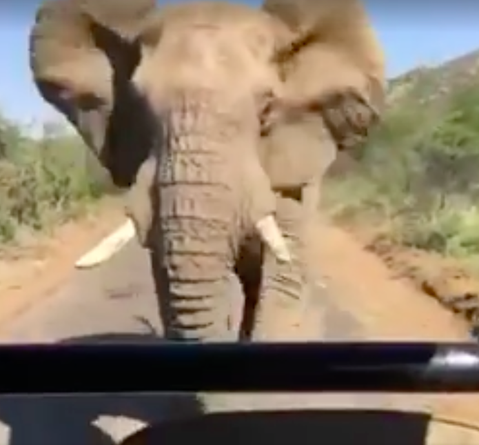 ElephantSchwarzenegger