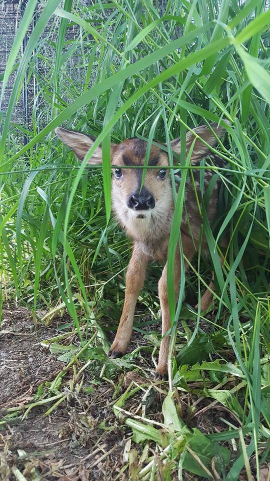 Friday. Northern Lights Wildlife Society/Facebook