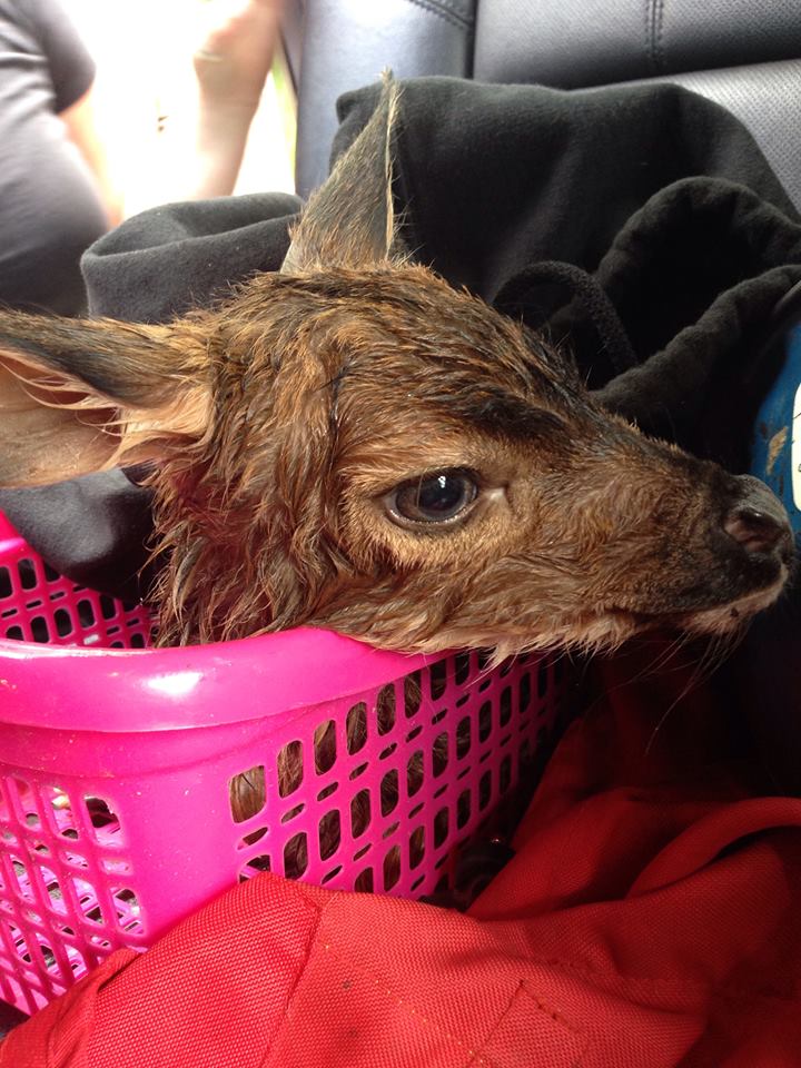 The deer was wrapped in Sean's sweatshirt, placed in a basket the back seat of the Steele's truck/Facebook