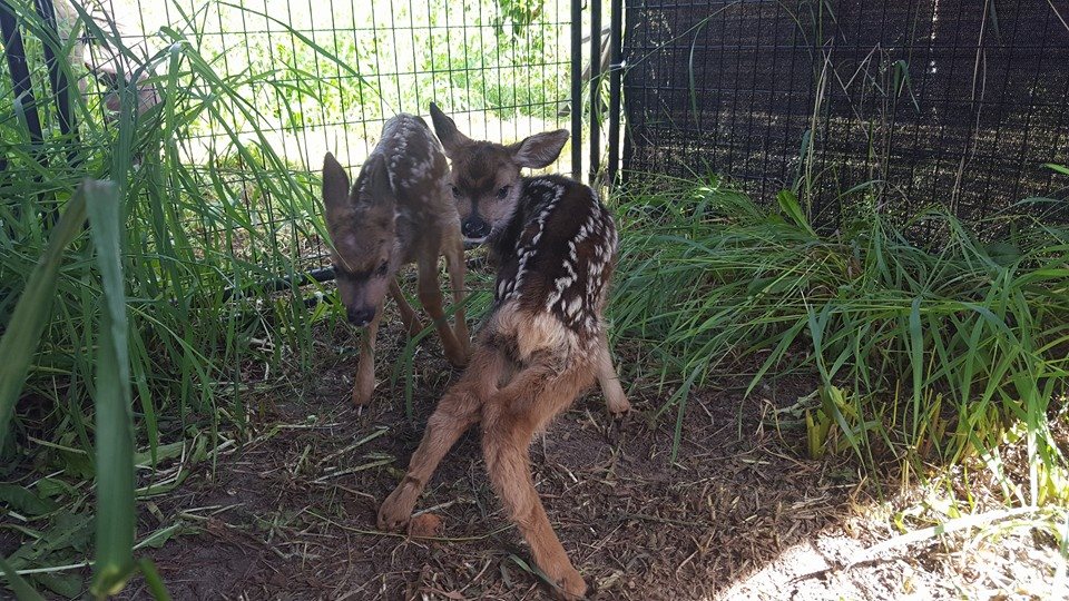 Friday looking a little more like Bambi on ice. Northern Lights Wildlife Society/Facebook