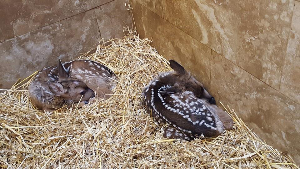 Northern Lights Wildlife Society/Facebook