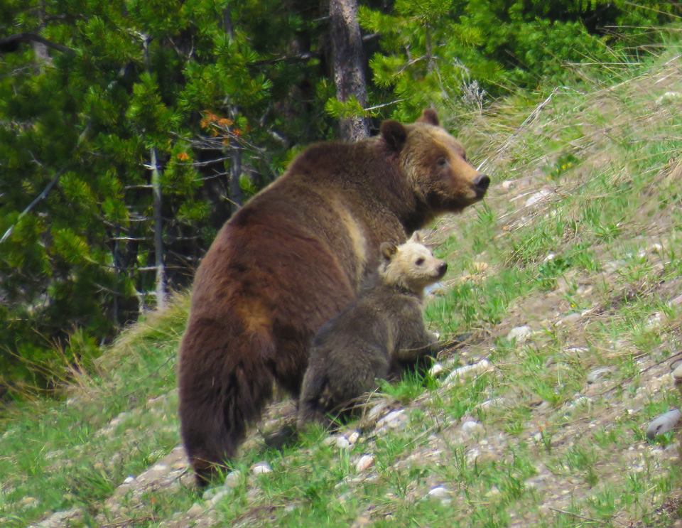 Grizzly 399 with her cub photographed on May 10, 2016 in Grand Teton National Park. CJ Adams/Facebook