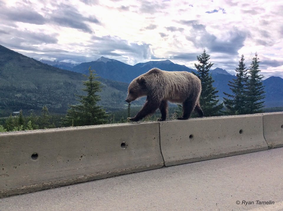 GrizzlyKootenayRyanTamelin