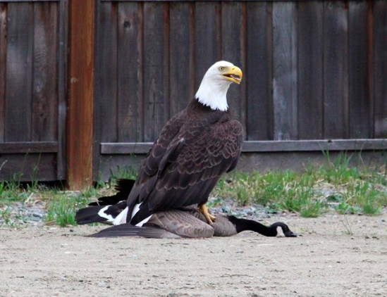 Screen Shot 2016-06-07 at 11.10.02 AM