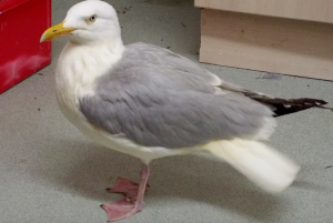 Screen Shot 2016-06-09 at 4.04.25 PM