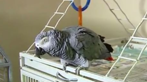 Screen Shot 2016-06-13 at 9.50.29 PM