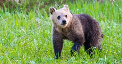 Snowy in Grand Teton National Park. Wyoming Wildlife Advocates/Facebook