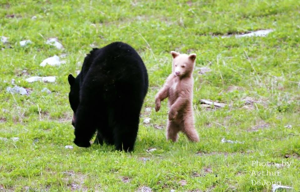 Cub dances while mother wanders by in Whistler/Arthur De Jong