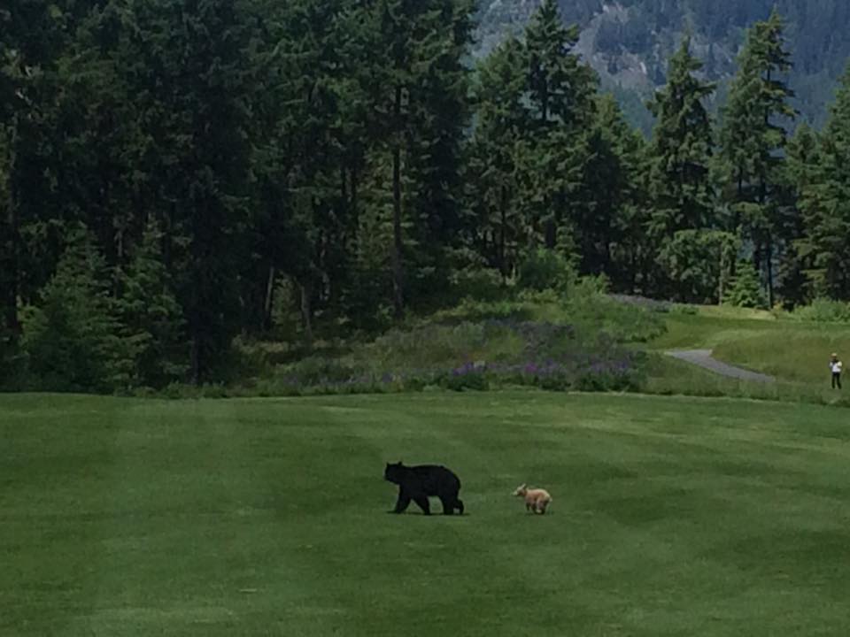 Celebrity bear takes in a round of golf/Rich Budd