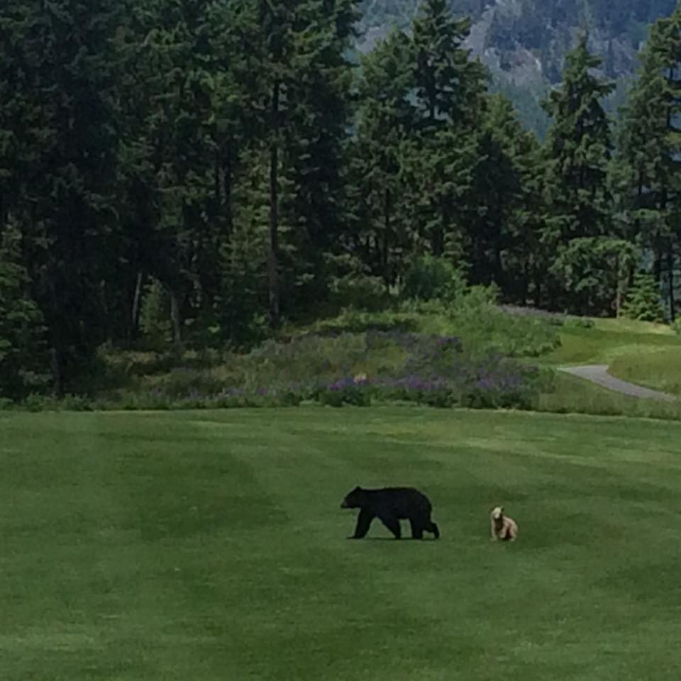 Mother and cub on taking a lap on the golf course/Rich Budd