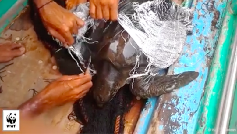 TurtlerescuebagWWFPakistan