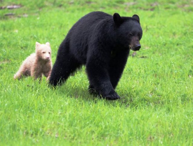 Mother and cub frolic at Whistler-Blackcomb/Arthur De Jong