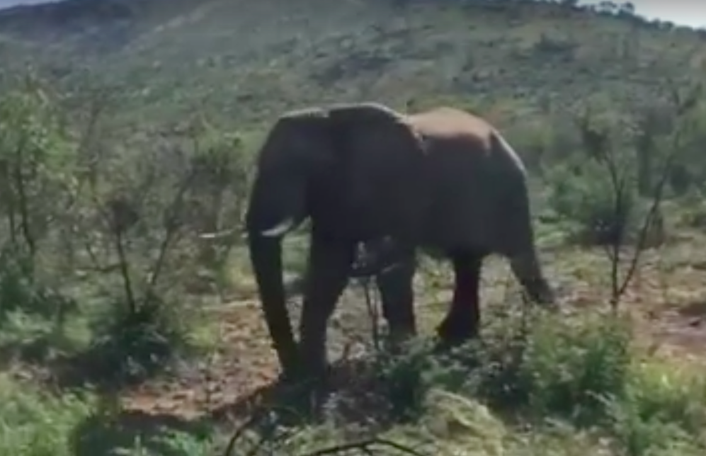 elephantASchwarzenegger