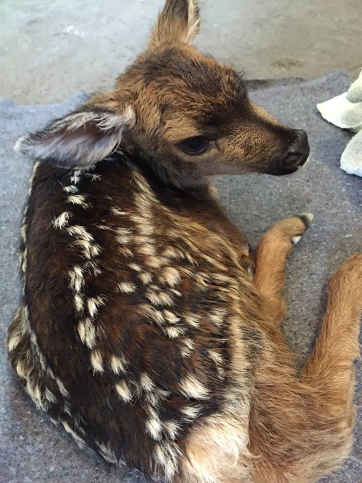 Friday settling into her new digs at the Northern Lights Wildlife Society/Facebook