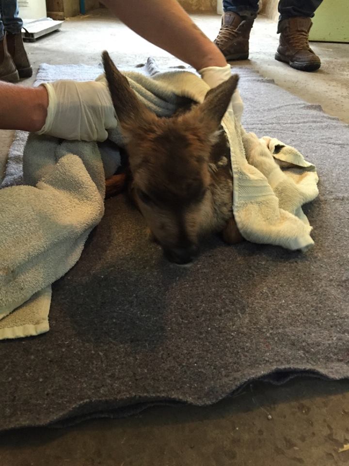 Friday recovering at the Northern Lights Wildlife Society/Facebook