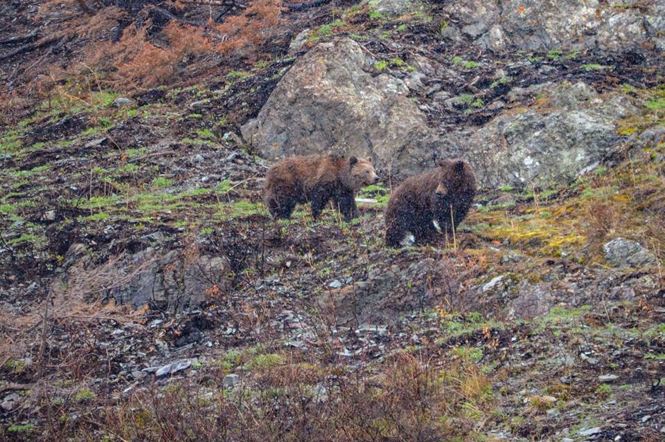 Grizzly bears in Glacier National Park spotted in April/Facebook