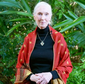 jane-goodall-9cb39351-e07c-4d97-86e7-0cacbcfd784d