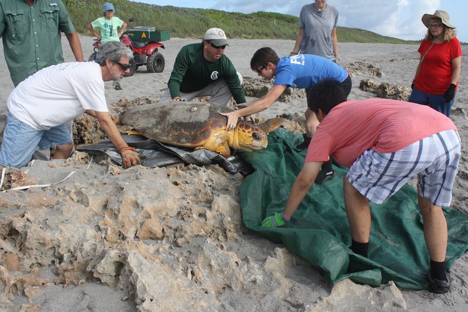 seaturtlerescueFWC
