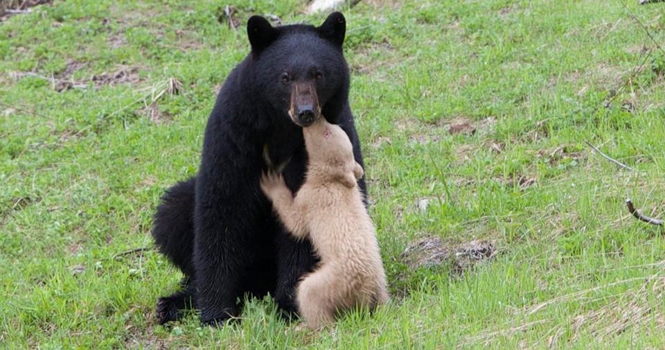 Cathryn Atkinson shared this image of "mama bear with tawny cub" in Whistler./Michael Allen