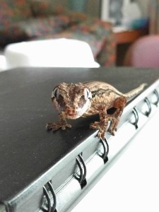 13775979_1238096762901036_3259031770615007557_n