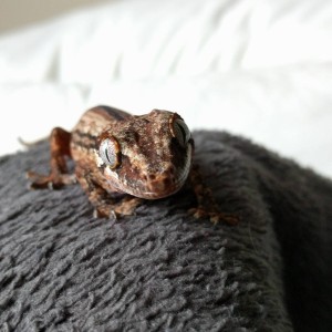 13782171_1238096796234366_7586308091937541824_n