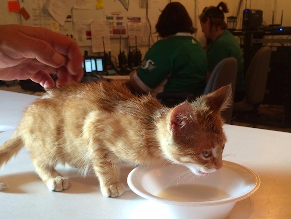 KittenCravenCountryJamboree