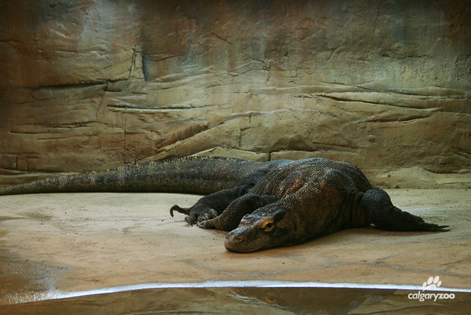 Loka lived to 30-years-old at the Calgary Zoo/Facebook