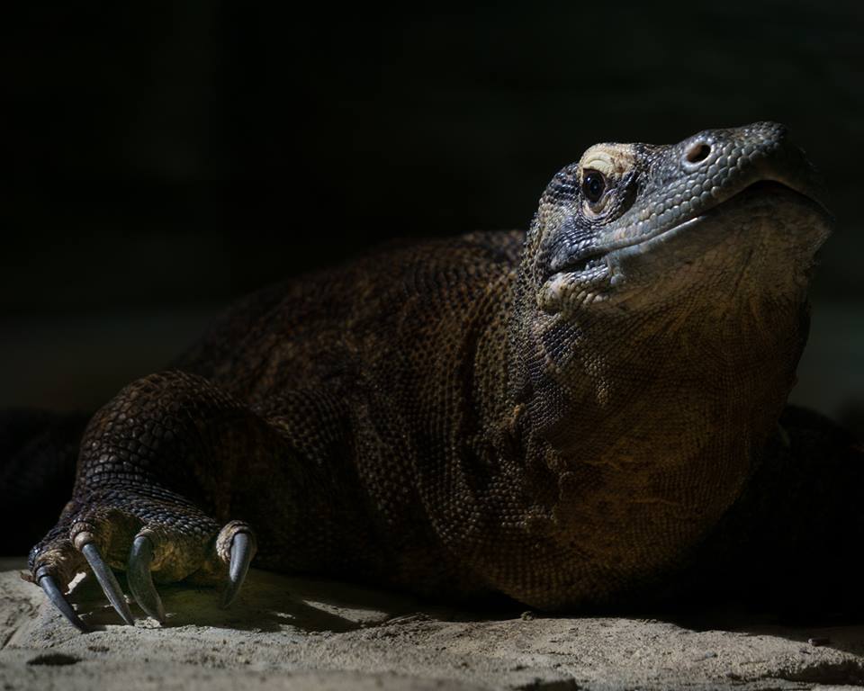 Terry Wityk So sad to hear of her passing. I loved photographing her. Here is one of my favourite pics of her.