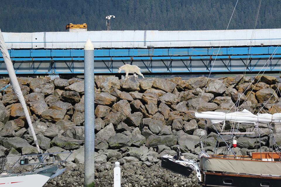 A mountain goat on the rocks of an Alaskan harbor over the weekend. Patrice Fero/Facebook