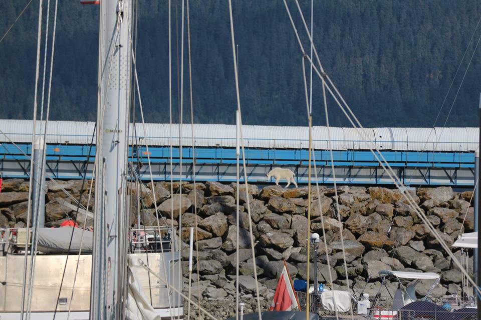 The goat tries to avoid onlookers as it makes its way along Seward Harbor. Patrice Fero/Facebook