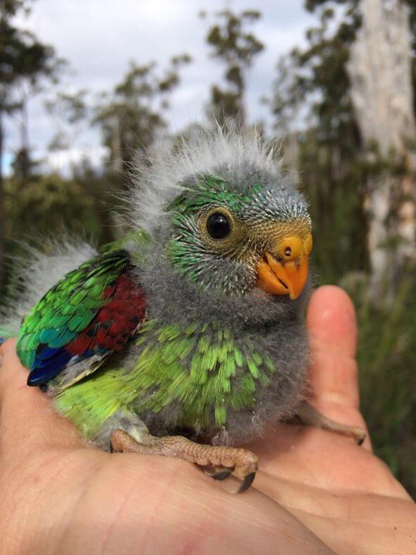 Swift Parrots were listed as critically endangered in Australia in May, 2016.Australian National University/Twitter