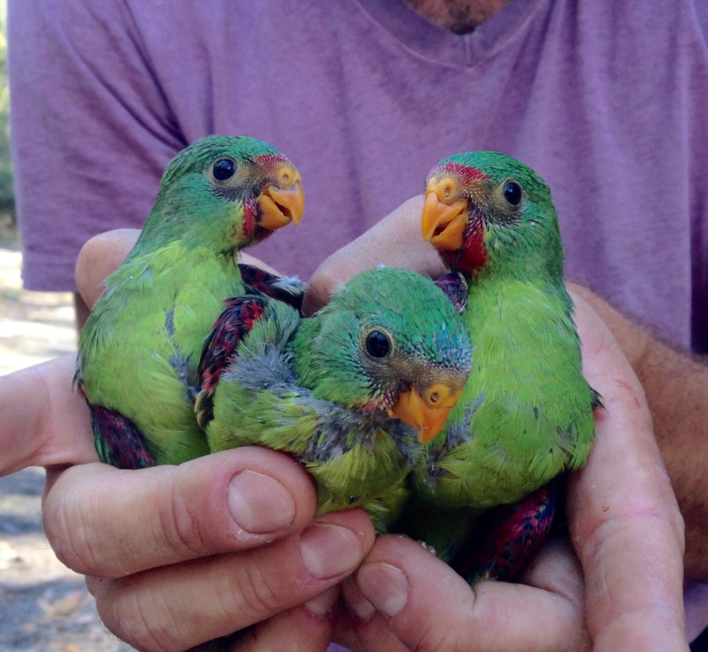 SwiftParrots