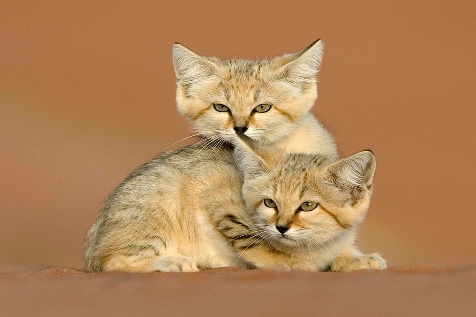 Arabian sand cats take a cuddle break. Environment Agency Abu Dhabi/Facebook