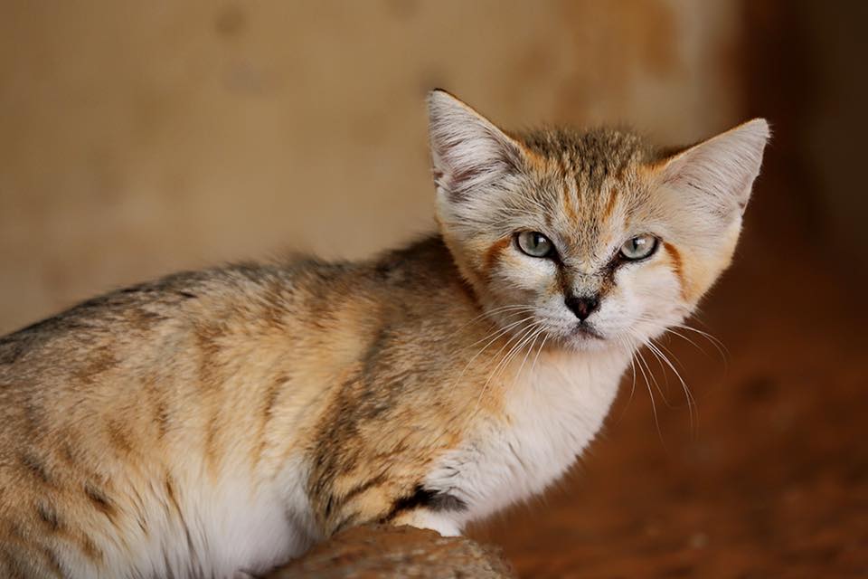 Male Arabian sand cat part of the breeding program at the Al Ain Zoo/Facebook 