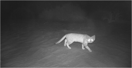 Arabian sand cat captured in Baynouna protected area in November 2015/