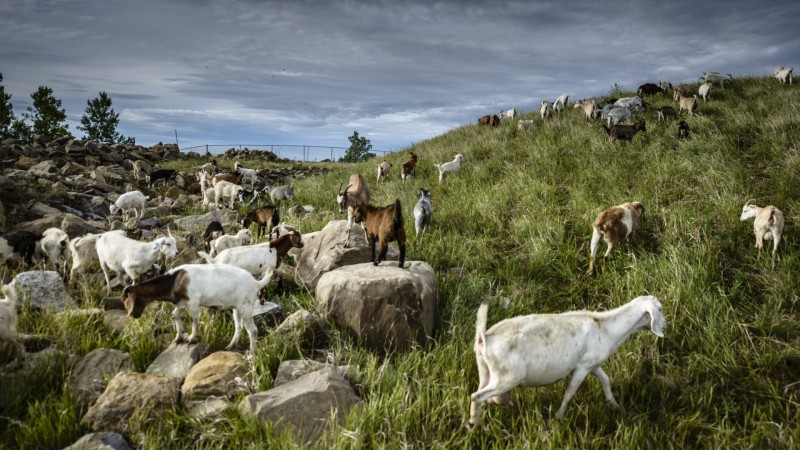Goats used in a pilot project in Calgary were champion weed-eaters/City of Calgary