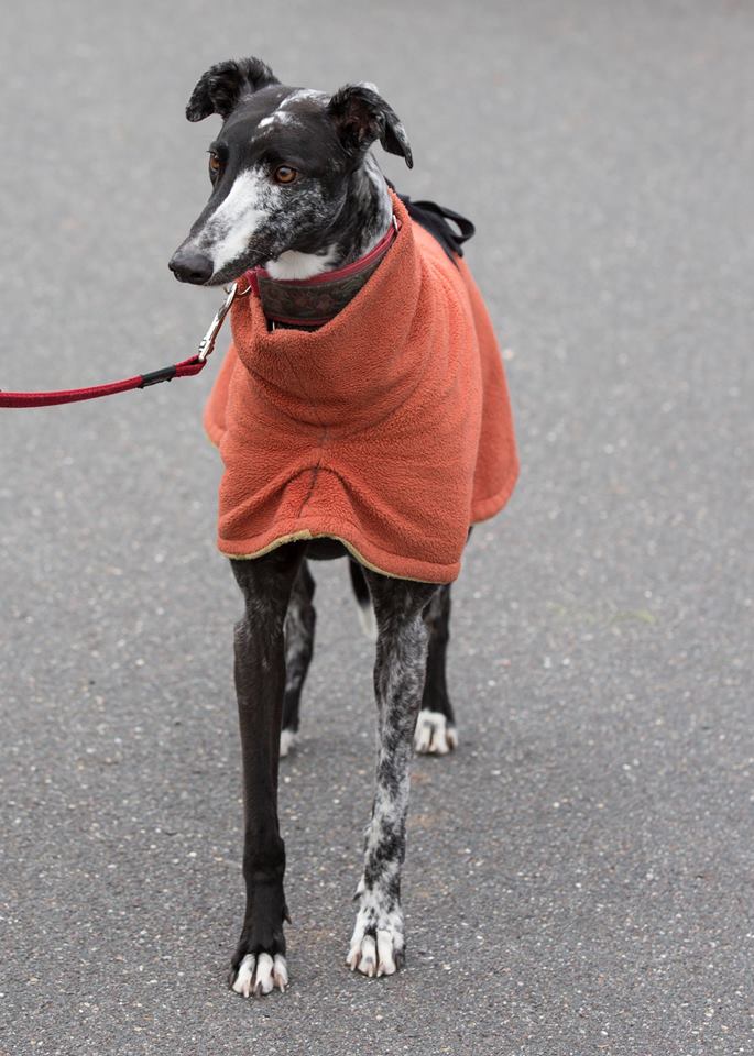 GreyhoundracingRSPCA