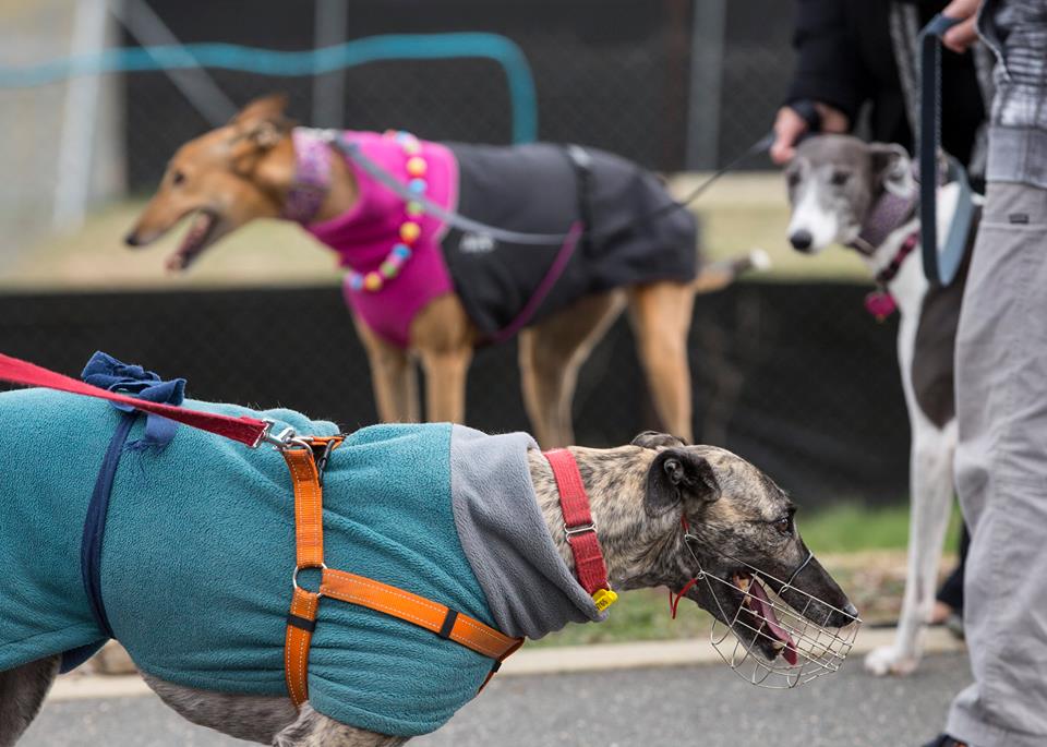 GreyhoundracingbannRSPCA