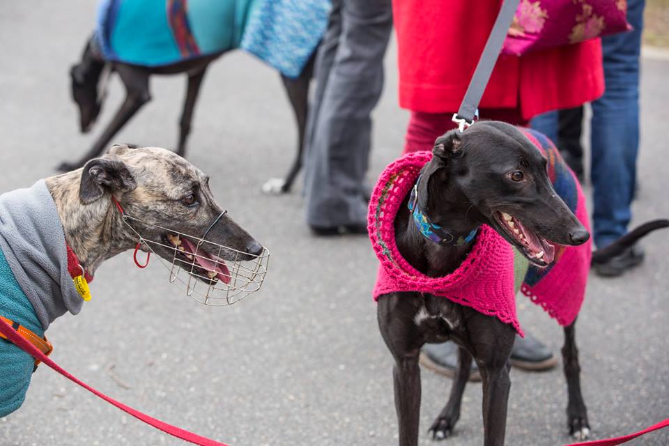 GreyhoundsRSPCA