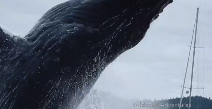 HumpbackBreachingWildcoast