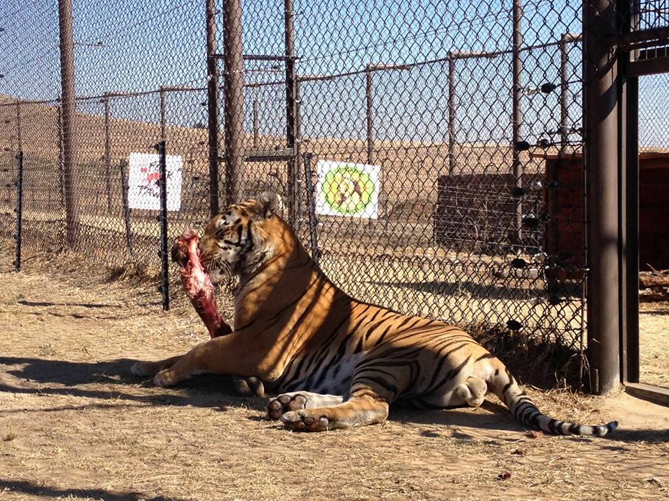 LazizTigerFourPAWSIntl